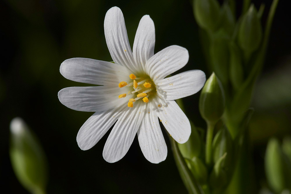 Stitchwort3103171