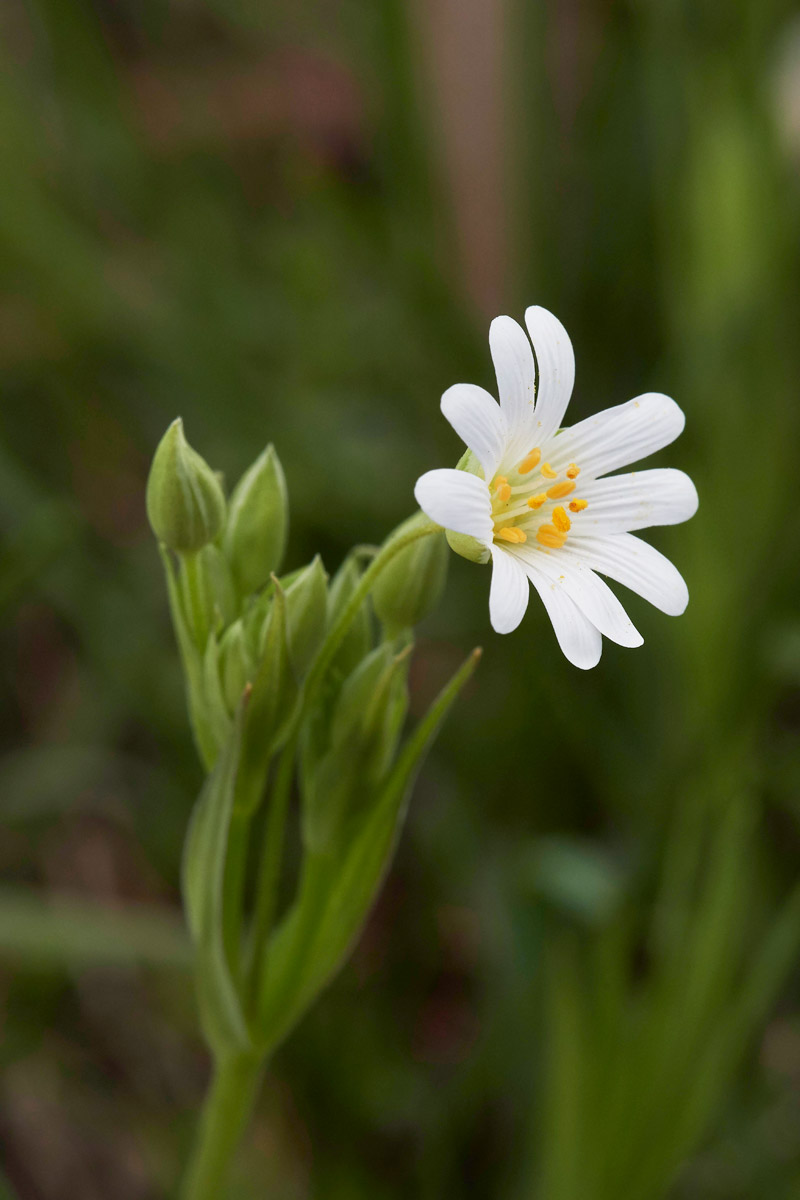 Stitchwort3103172