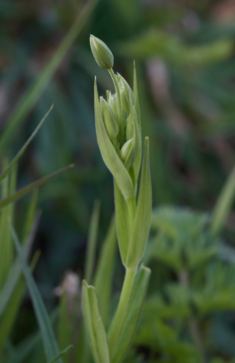 Stitchwort3103173