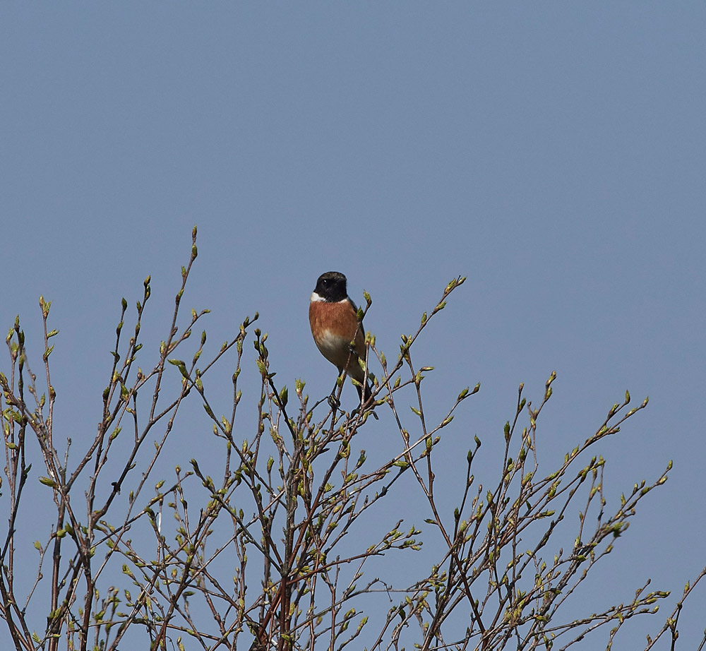 Stonechat0804171