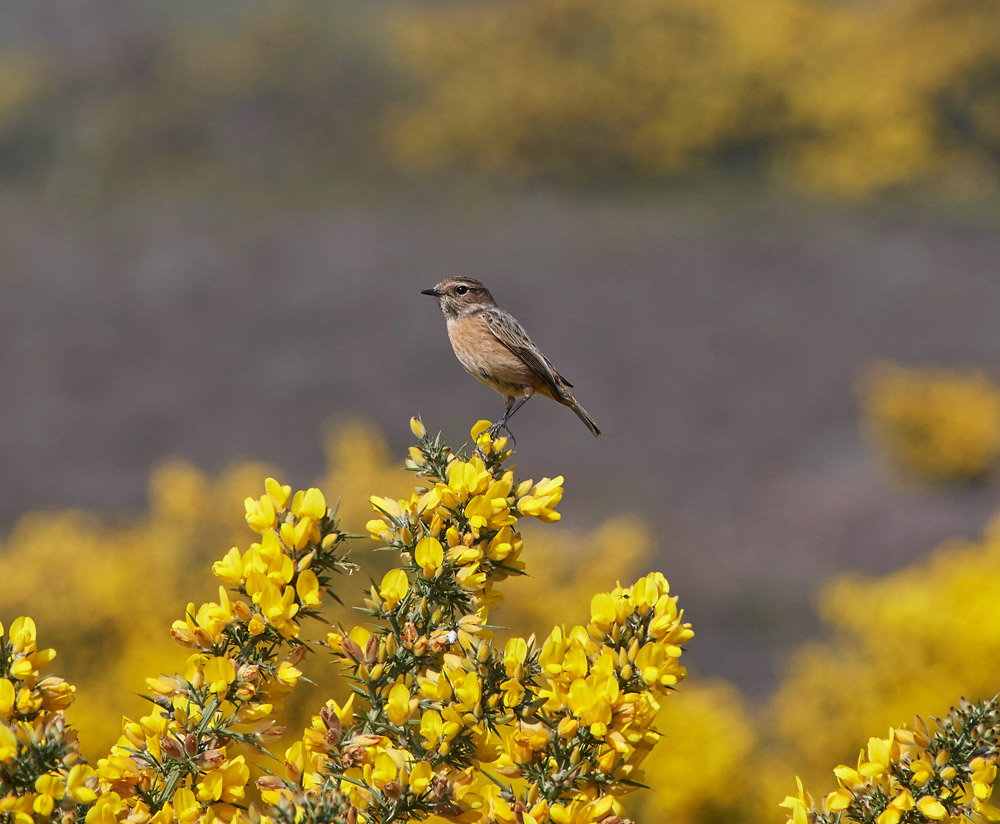 Stonechat0804172