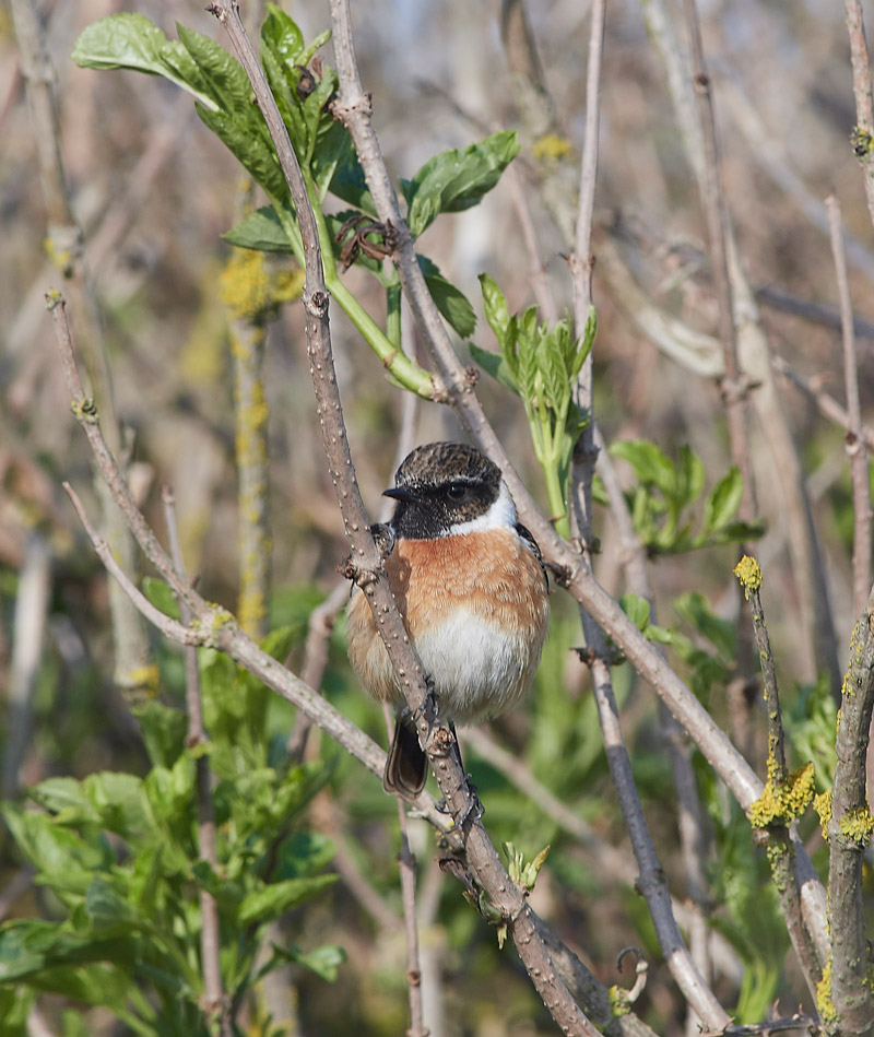 Stonechat2004171