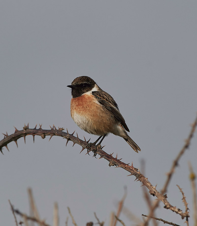 Stonechat2004172