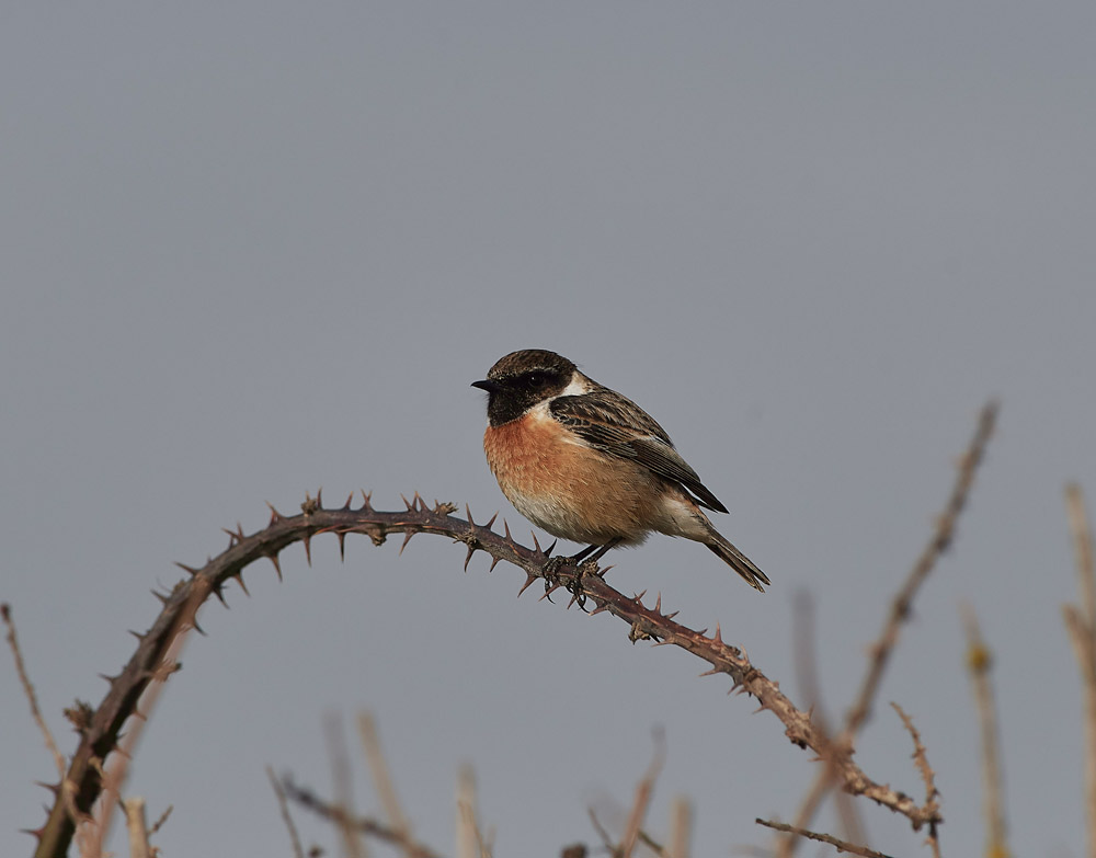 Stonechat2004173