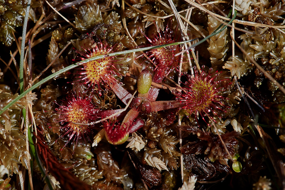 Sundew0904171