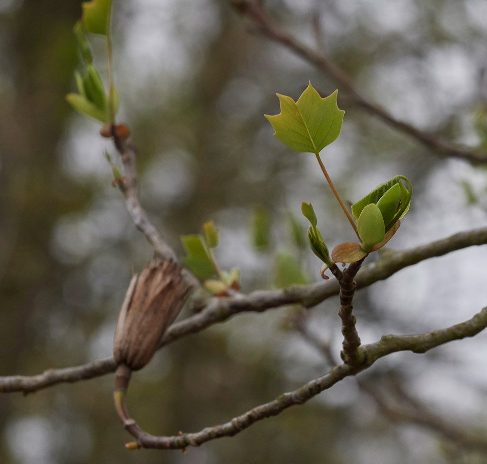 TulipTree0704171