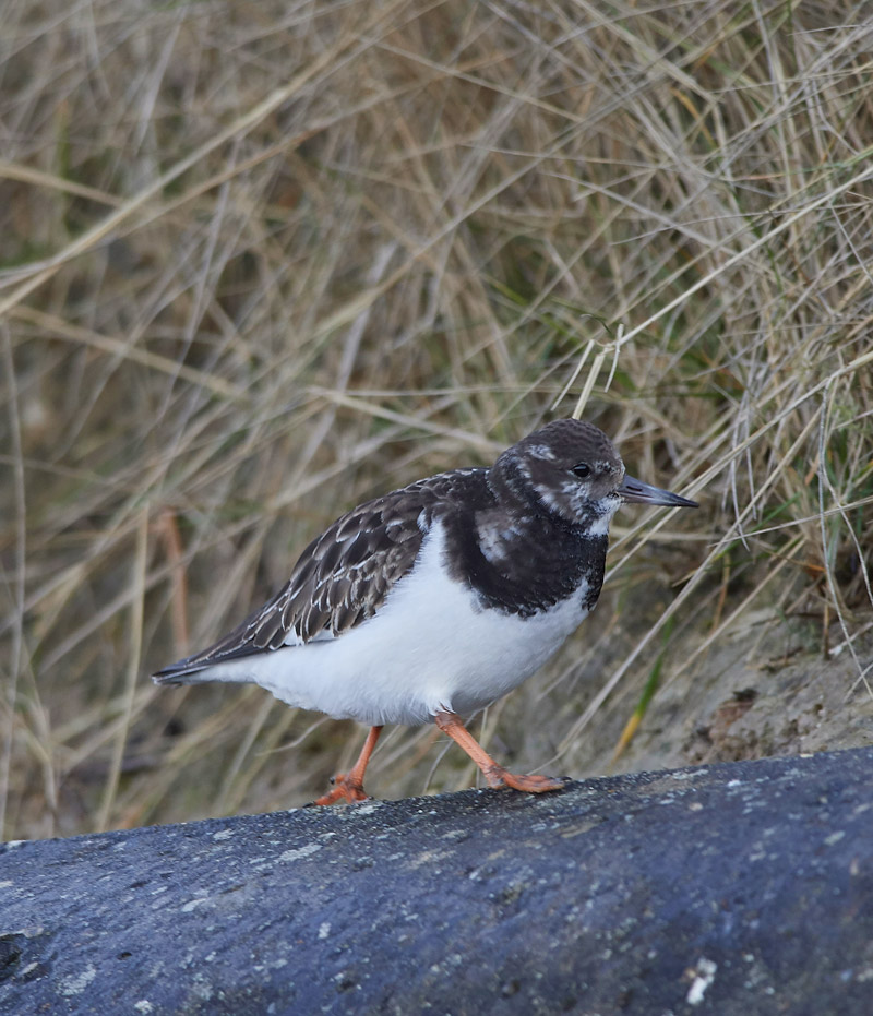 Turnstone2001171