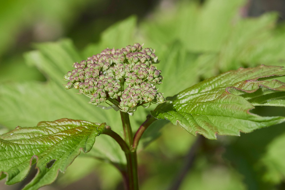 Viburnum0504171