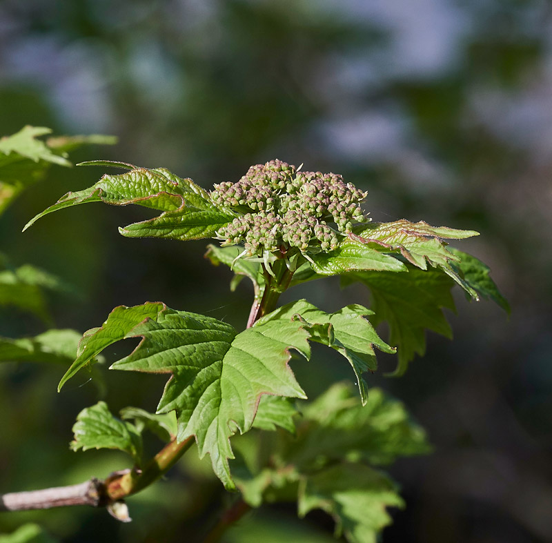 Viburnum0504172