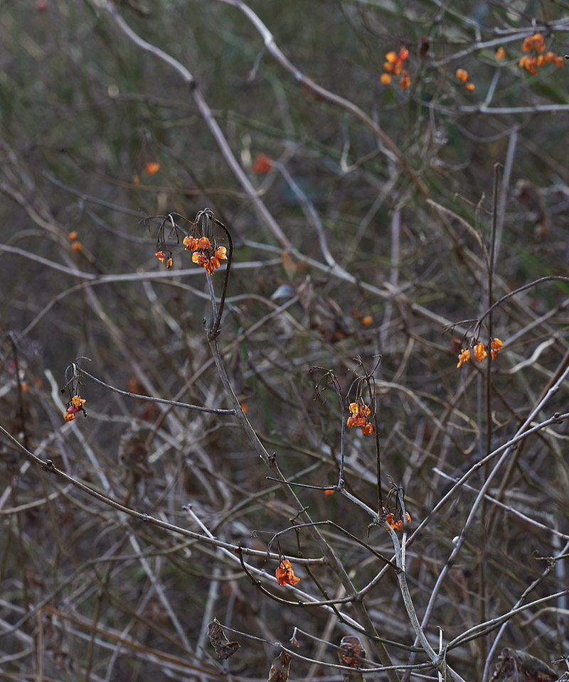 Viburnum1302173