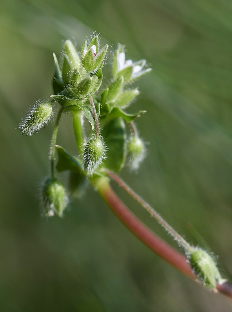 WaterChickweed0904171