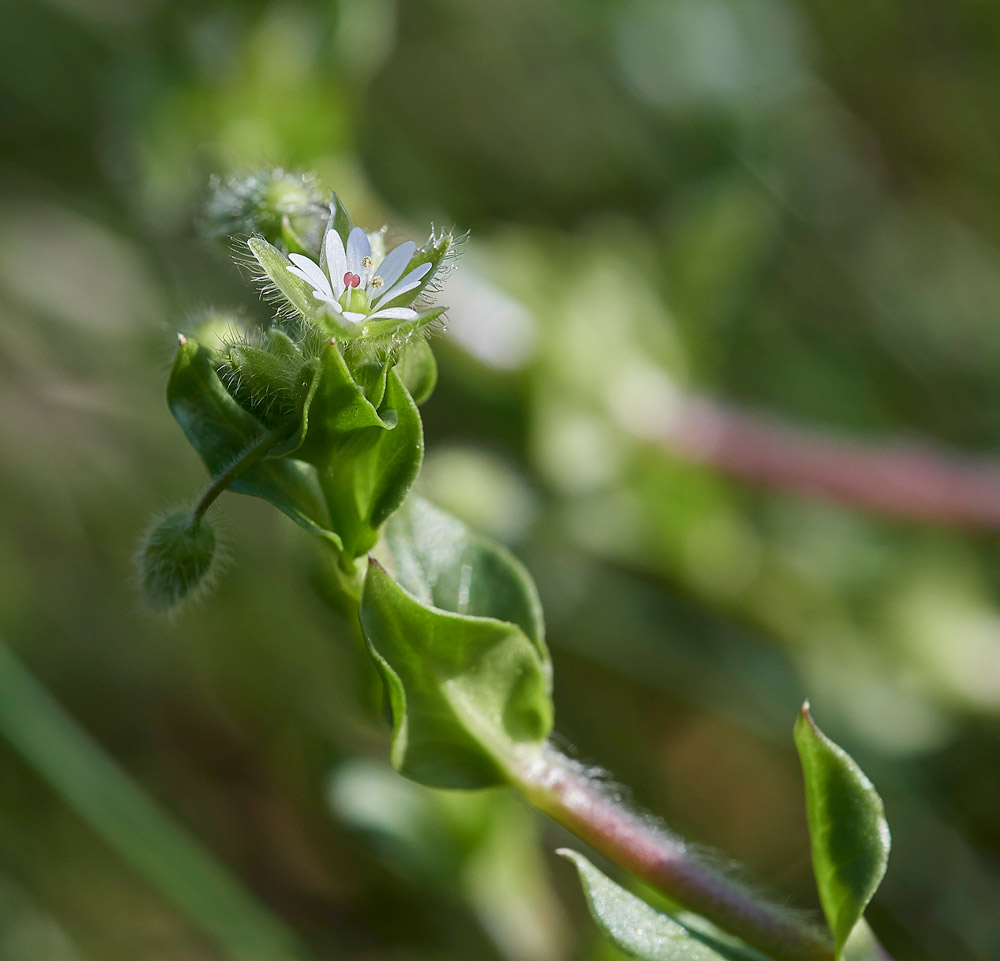 WaterChickweed0904172