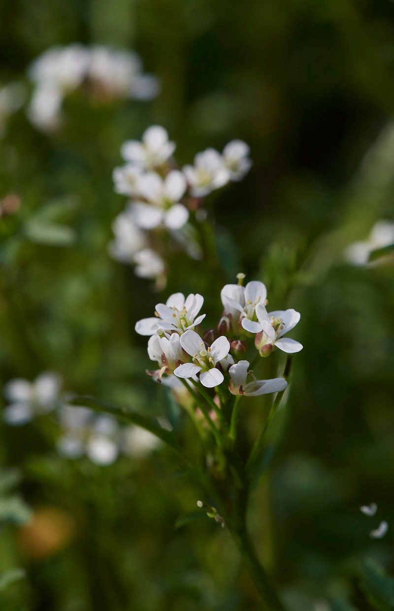 WavyBitterCress3003172