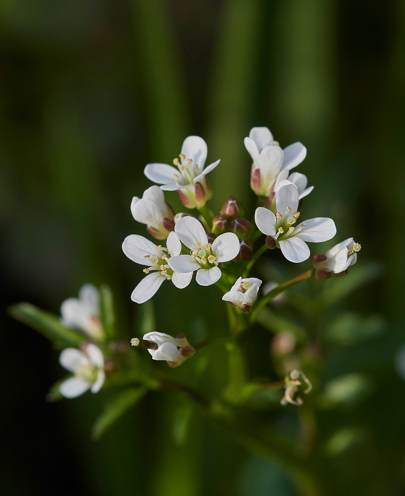 WavyBitterCress3003175