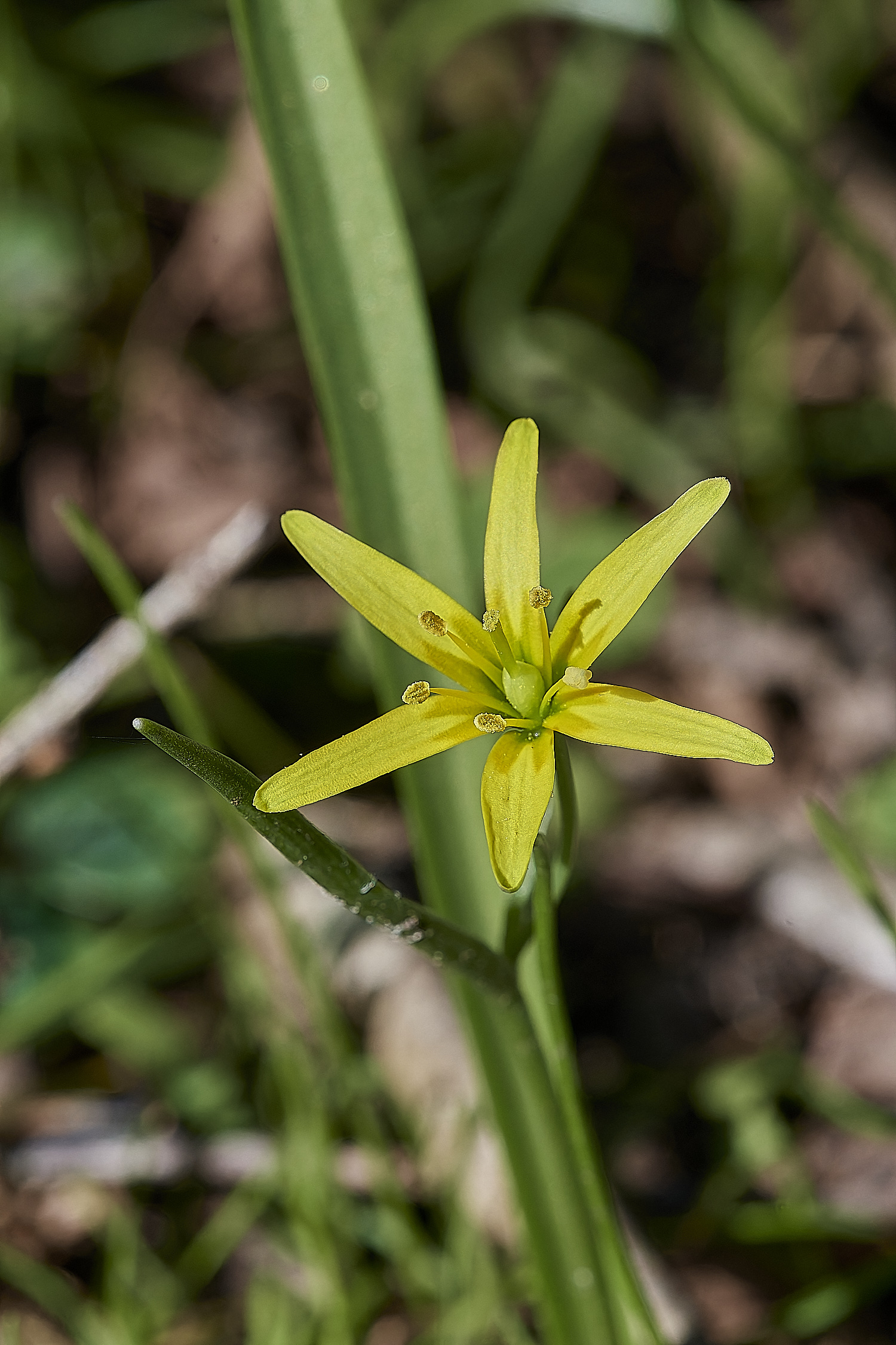 WaylandWoodGageaLutea1503173-NEF_DxO_DeepPRIMEXD