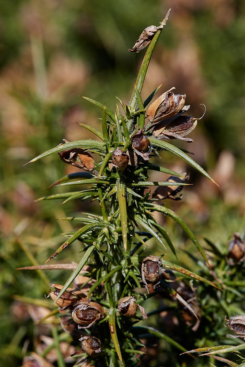 WesternGorse2503174