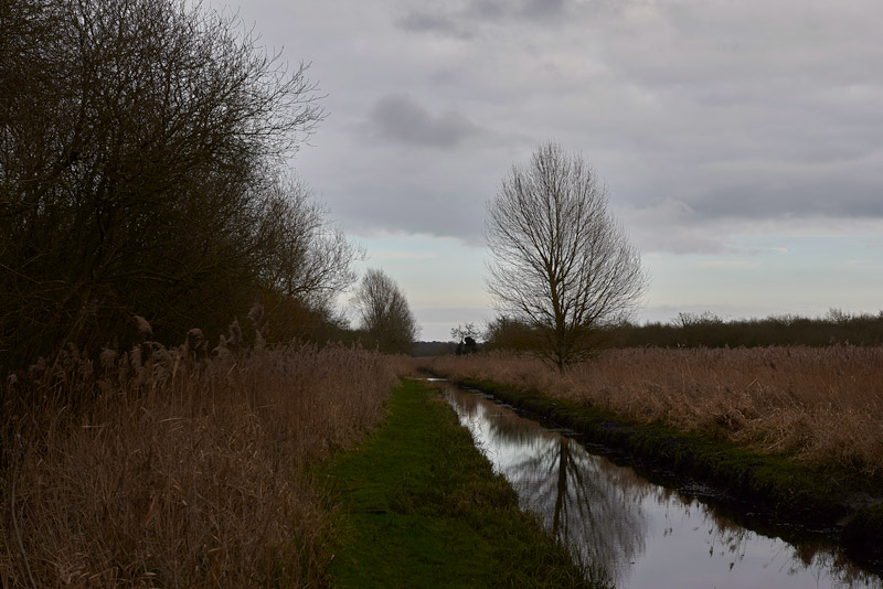 Wheatfen0602172