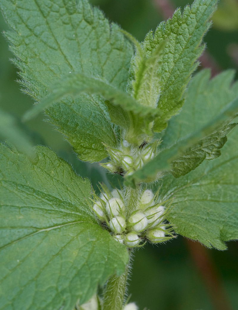 WhiteDeadNettle3103171