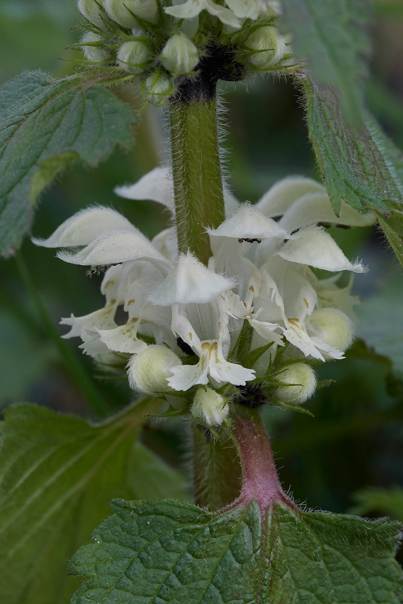 WhiteDeadNettle3103172