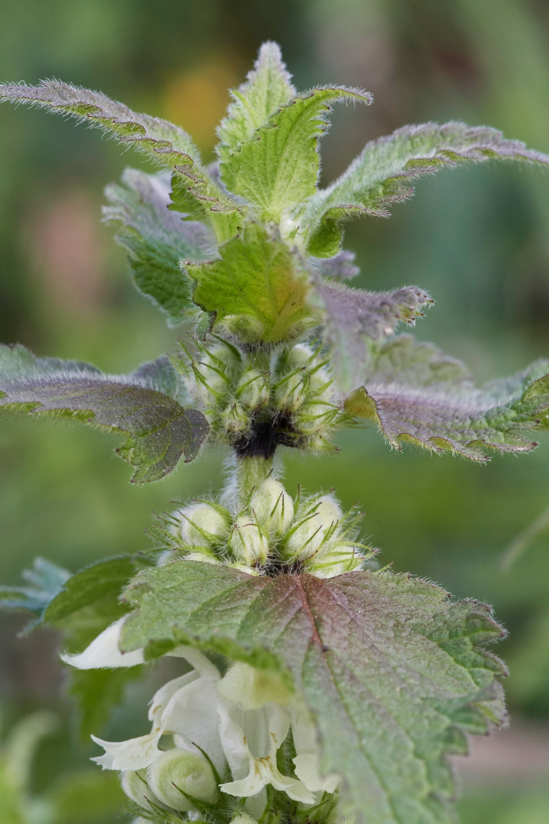 WhiteDeadNettle3103174