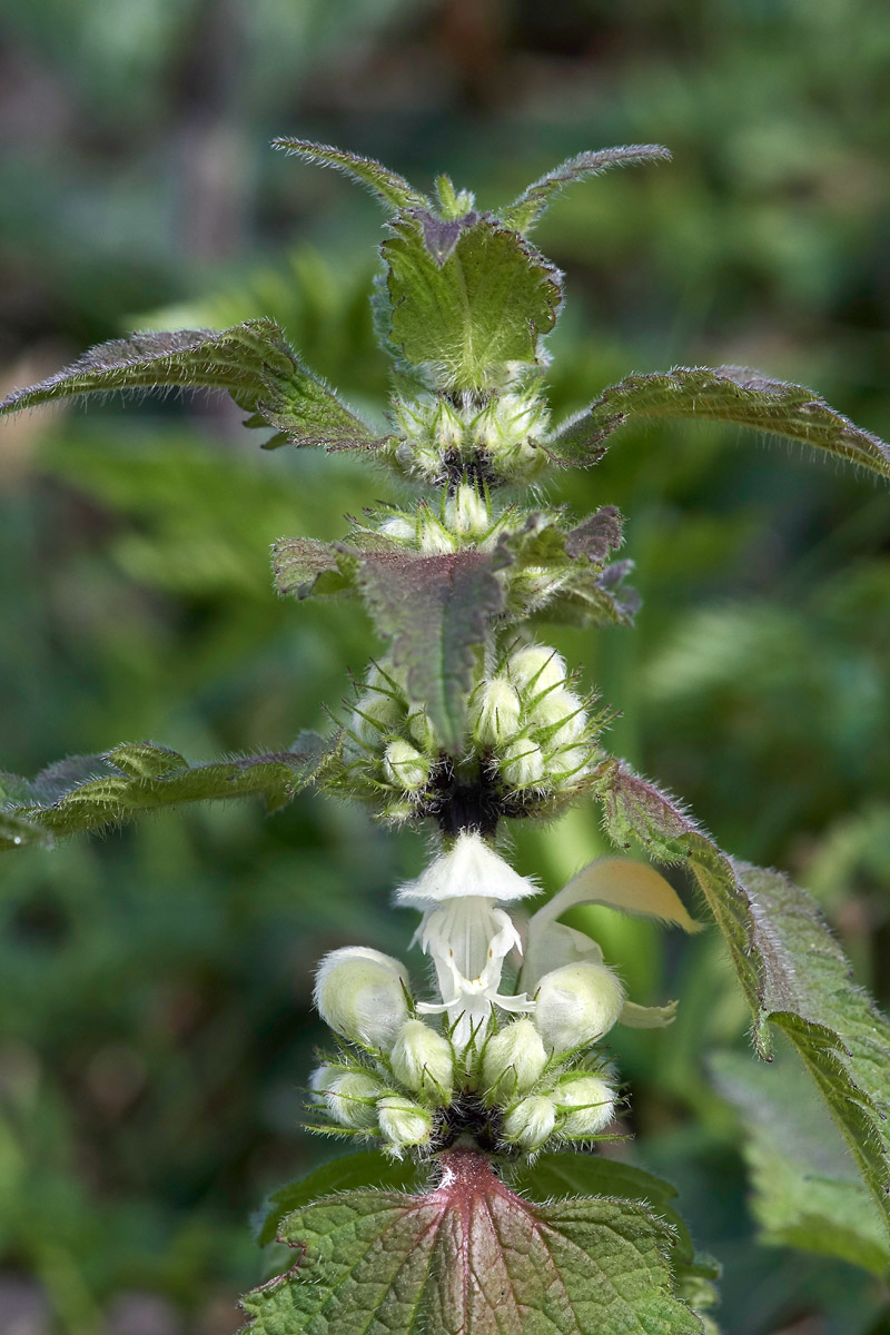 WhiteDeadNettle31031745