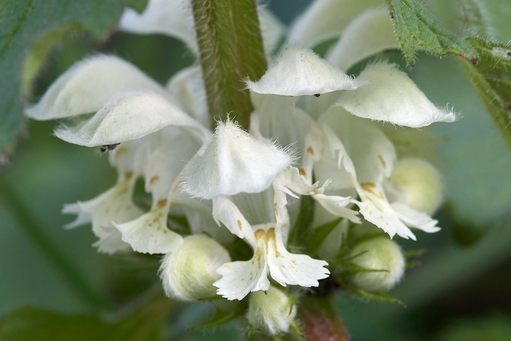 WhiteDeadNettle3103176