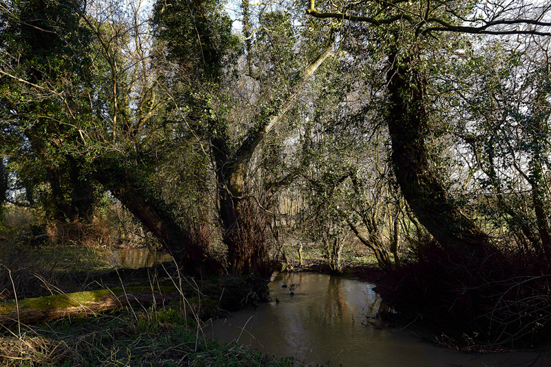 WhitwellCommon0103172