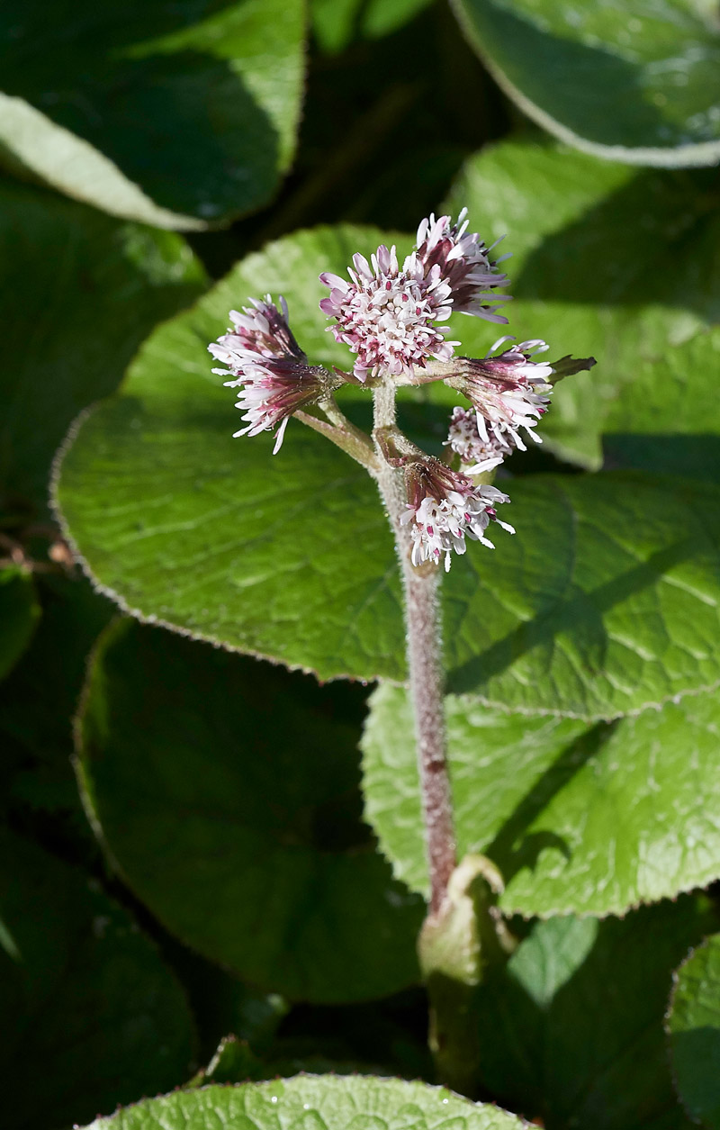 WinterHeliotrope0503171