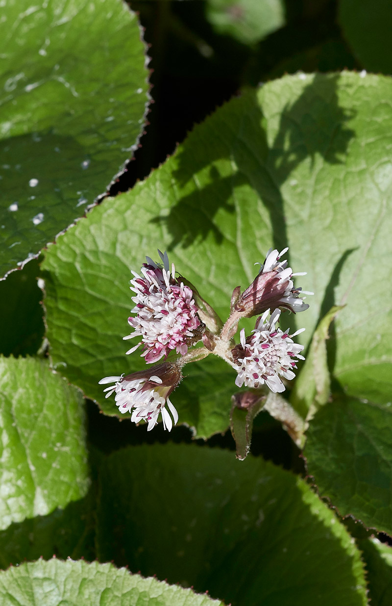 Winterheliotrope0503172