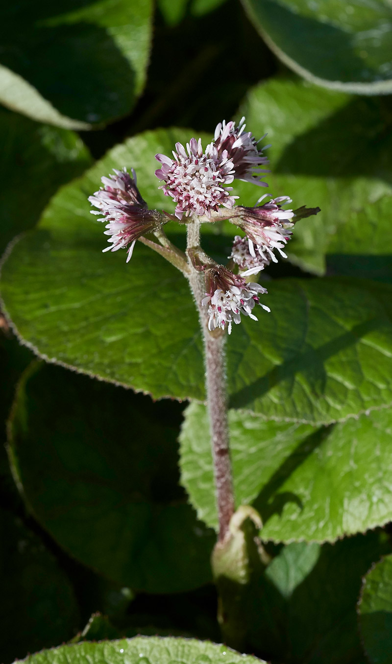 WinterHeliotrope0503173