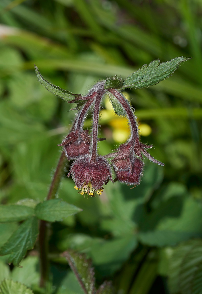 WoodAvens0604171