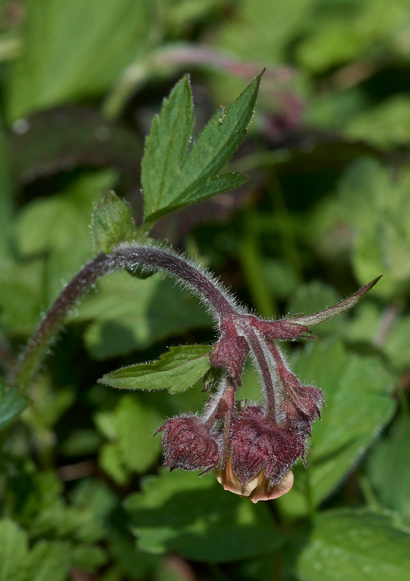 WoodAvens0604172