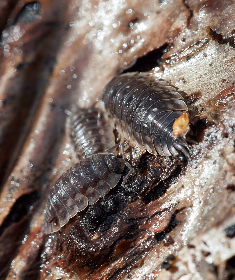 Woodlouse0503171