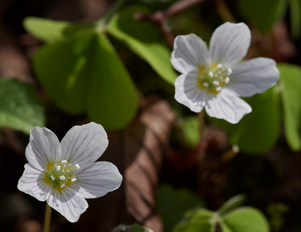 WoodSorrel3003172