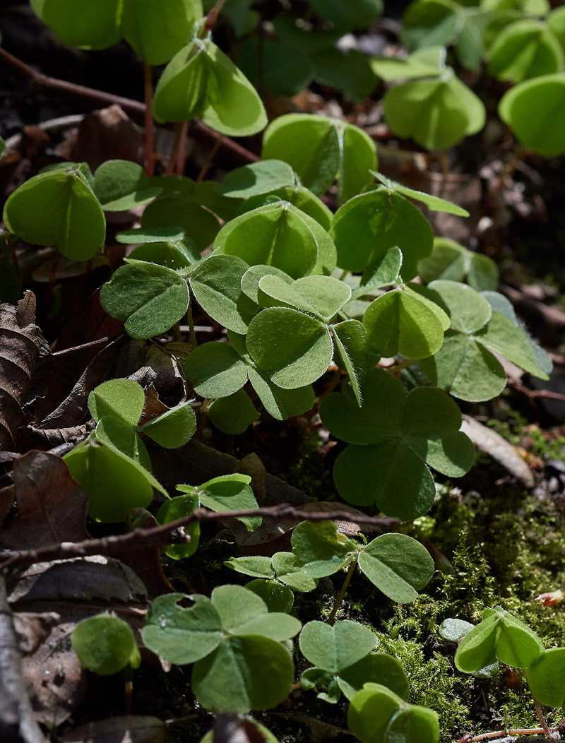 WoodSorrel3003173