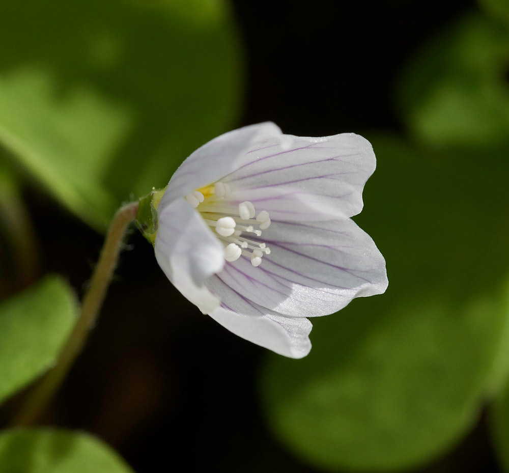 WoodSorrel3003174