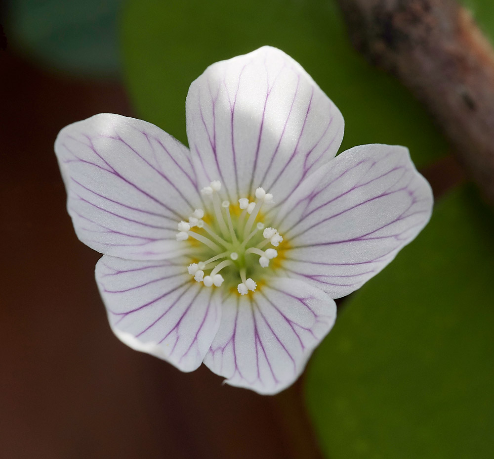 WoodSorrel3003175