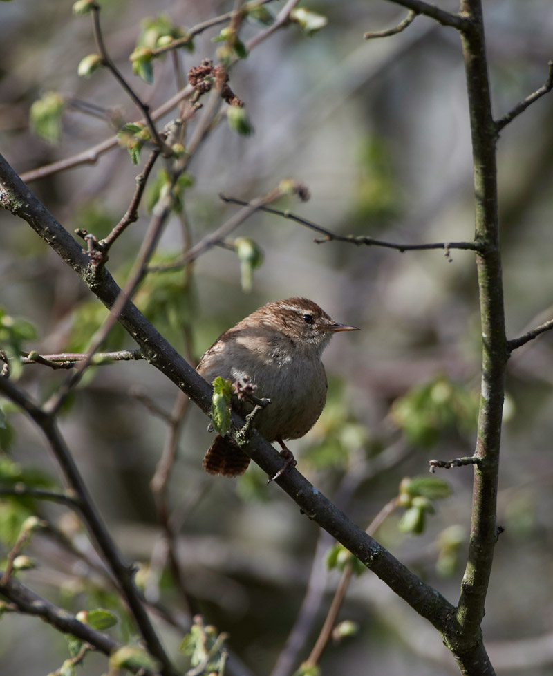 Wren1304171