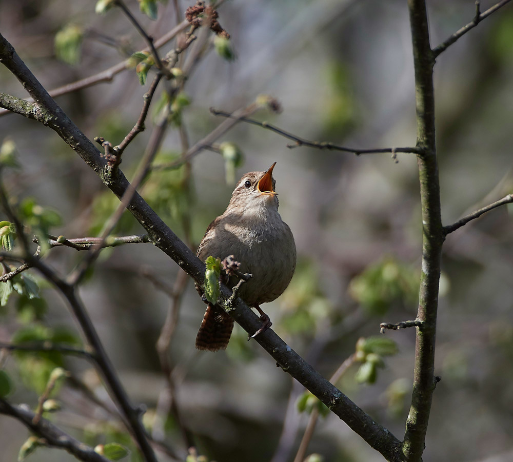 Wren1304172