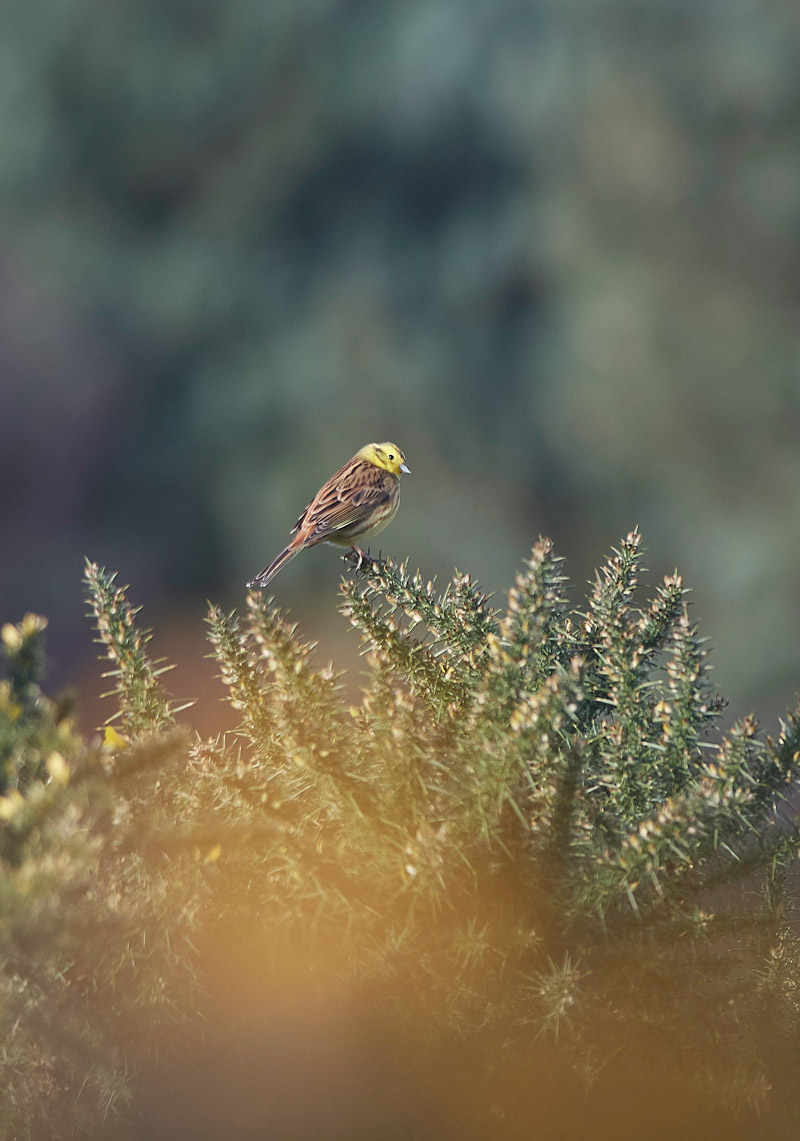 YellowHammer1303171