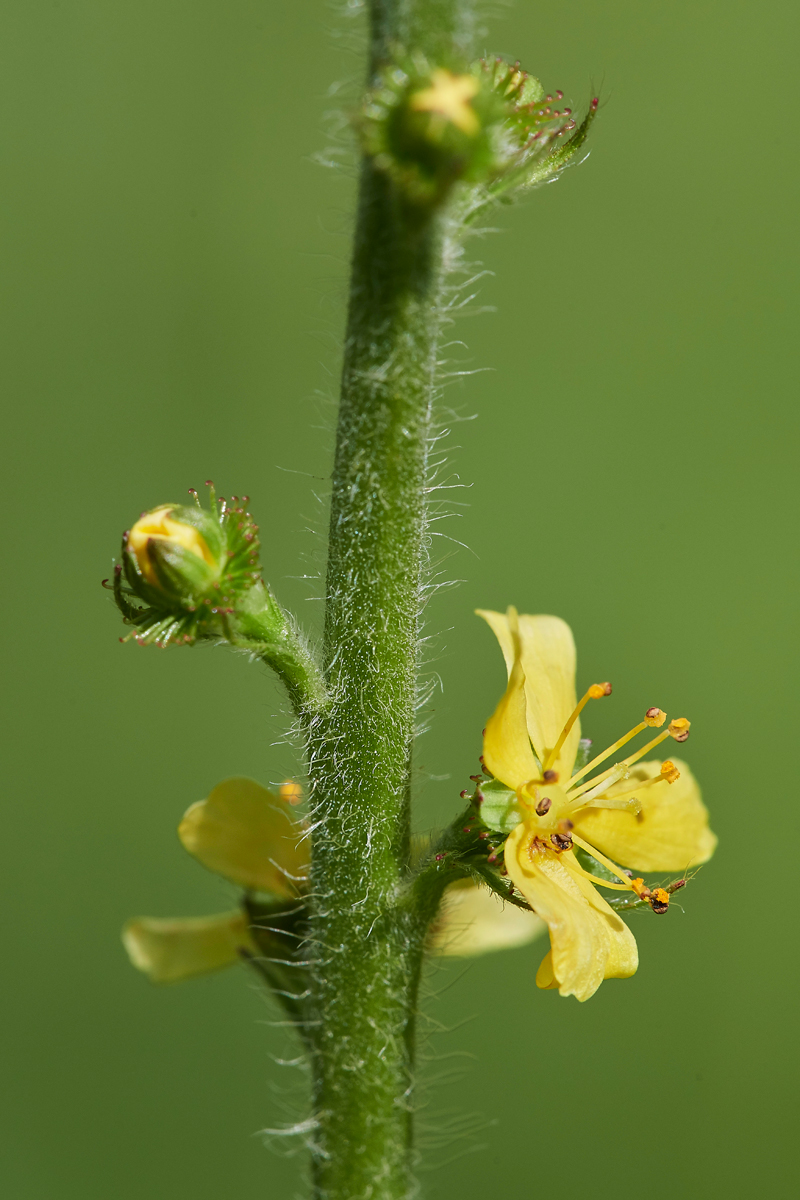 Agrimony090617-1