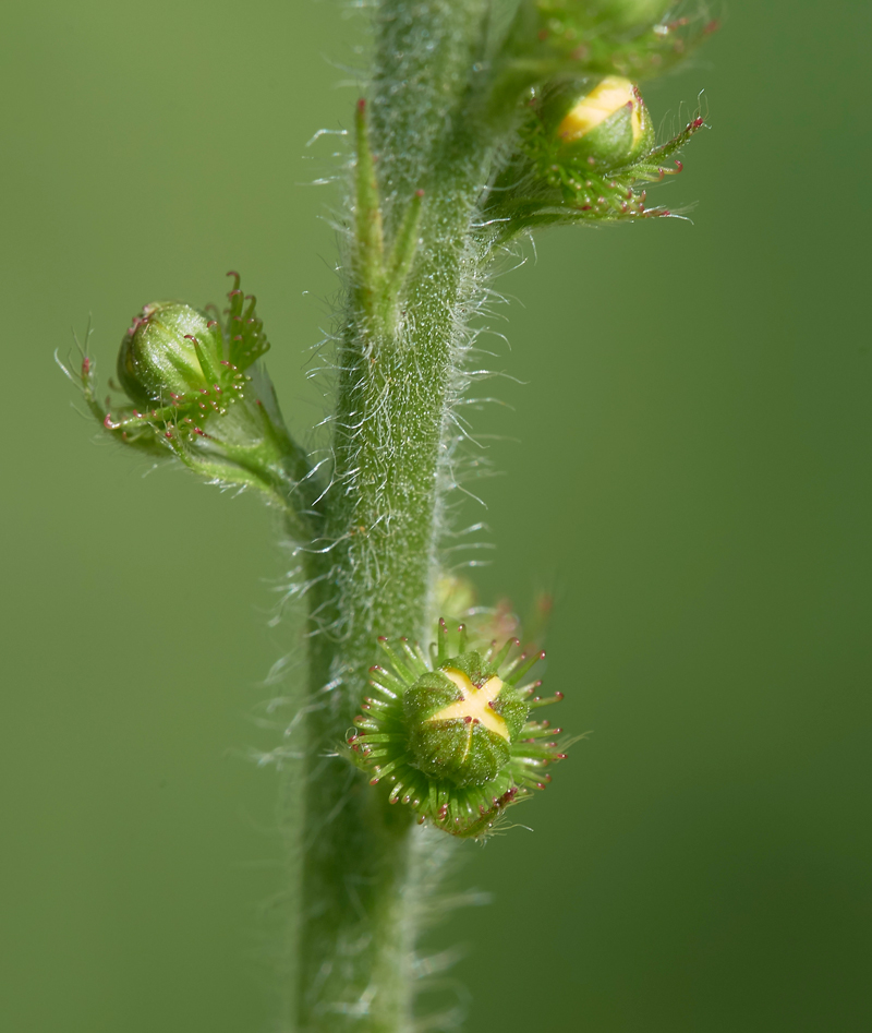 Agrimony090617-2