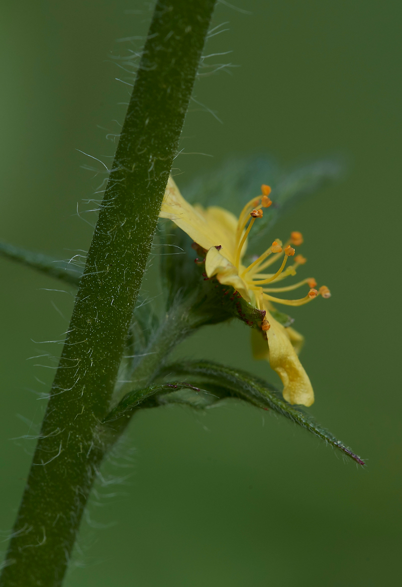 Agrimony090617-3