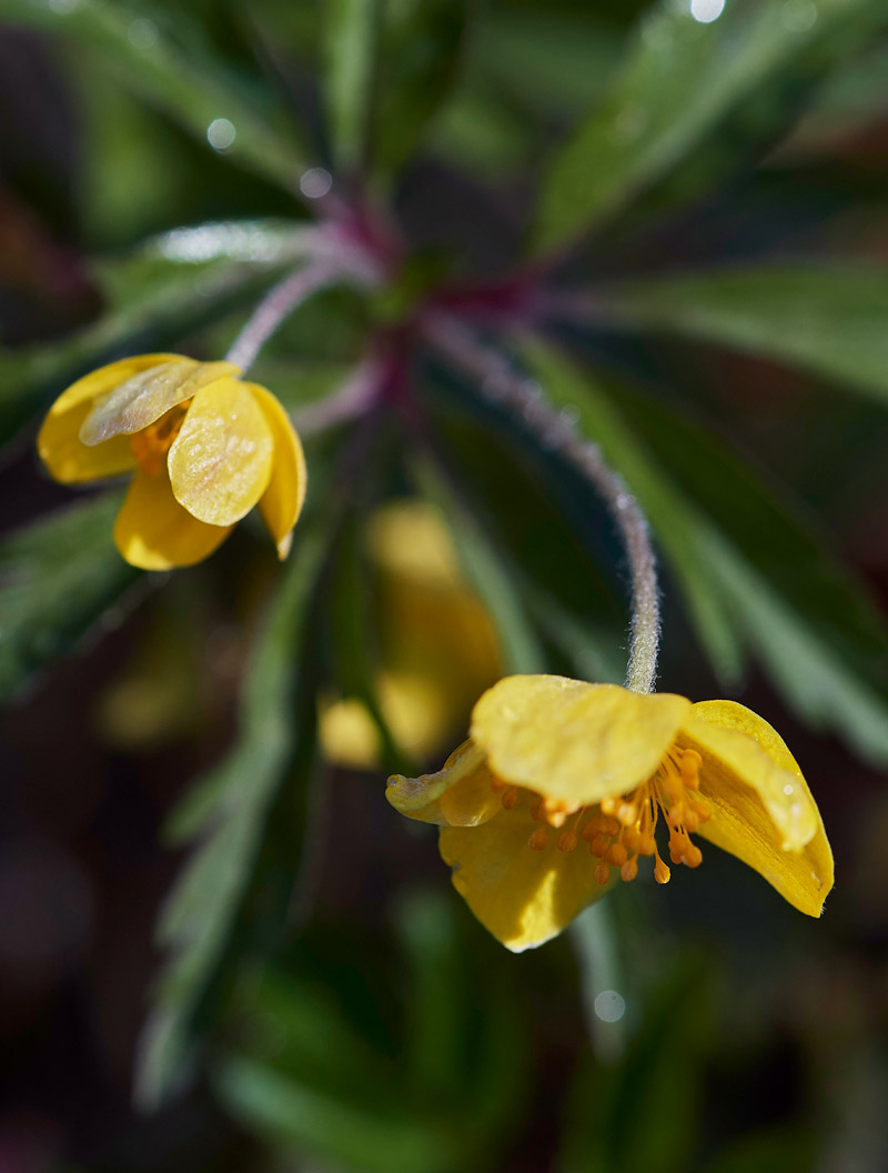 AnemoneRanunculoides05171