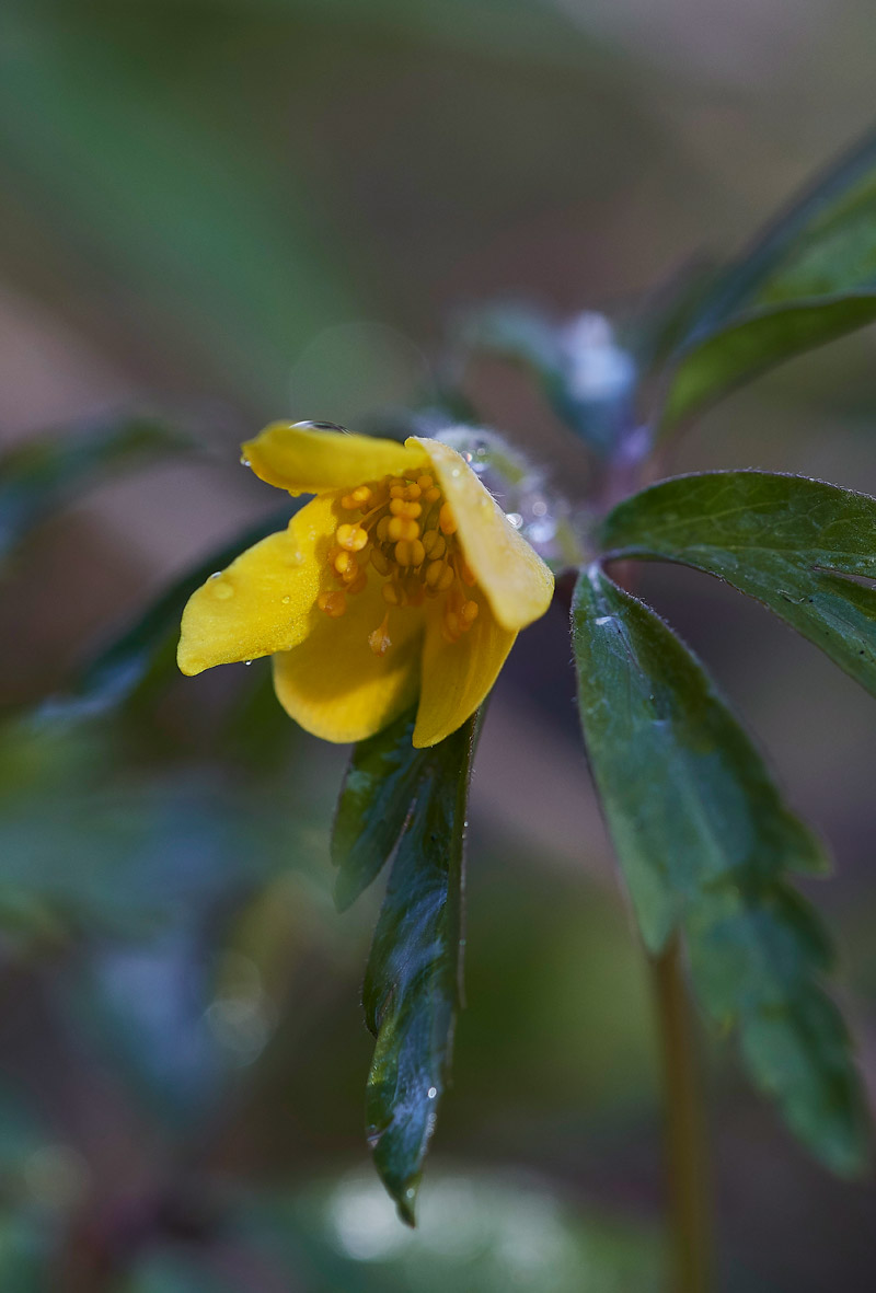 AnemoneRanunculoides05172