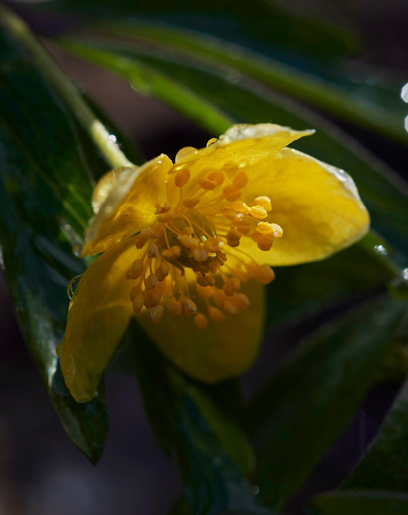 AnemoneRanunculoides05173