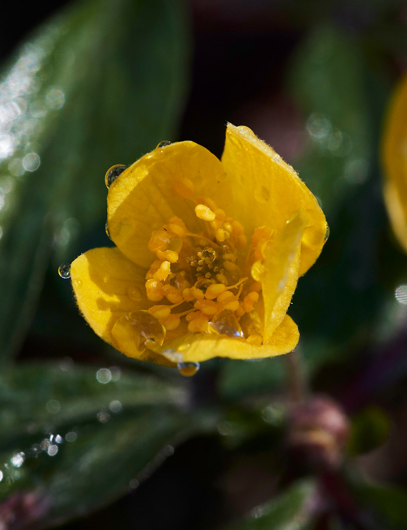 AnemoneRanunculoides05174