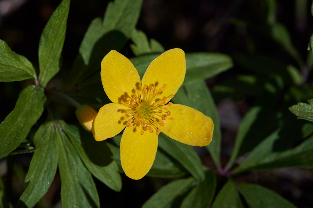 AnemoneRanunculoides05175