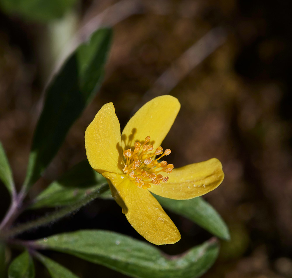 AnemoneRanunculoides05176