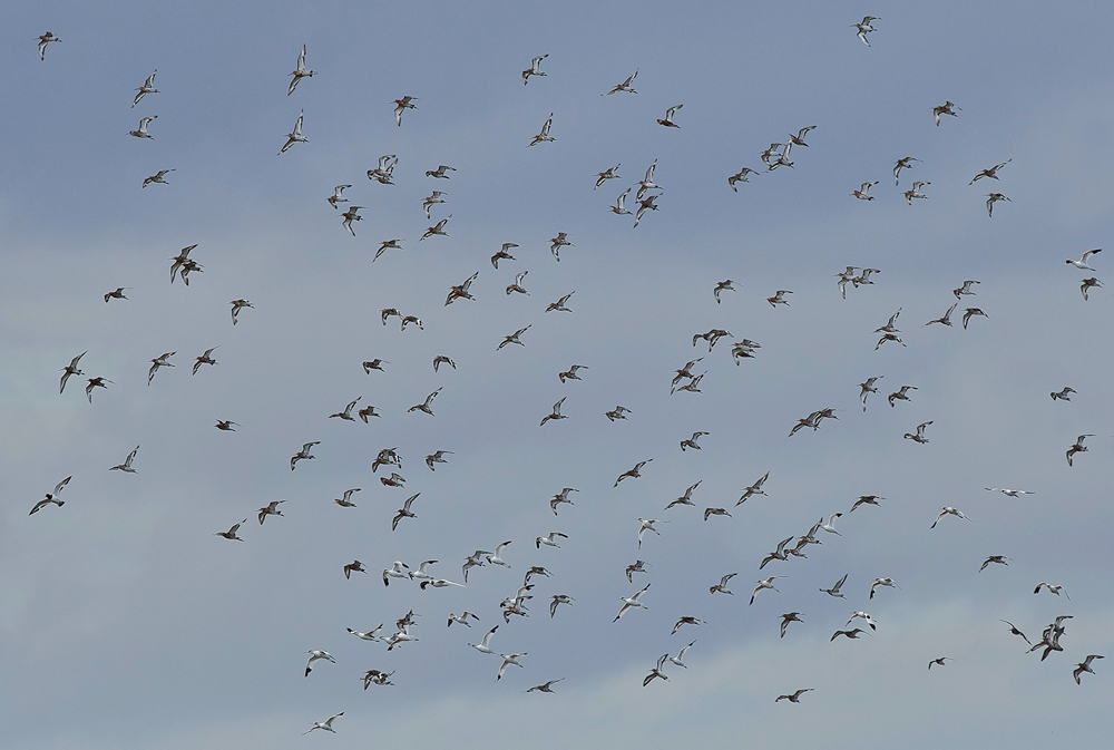 Avocet&#38;BTG030817-1